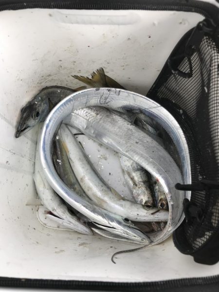 メタルジグで太刀魚&カマスGET