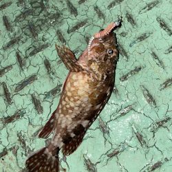 激寒むアジング