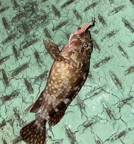 激寒むアジング