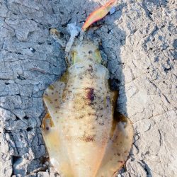 まだまだ秋イカ楽しめます！