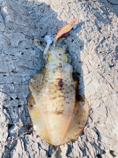 まだまだ秋イカ楽しめます！