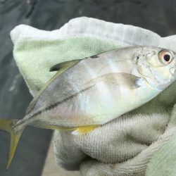 メッキ帰ってきたけど…