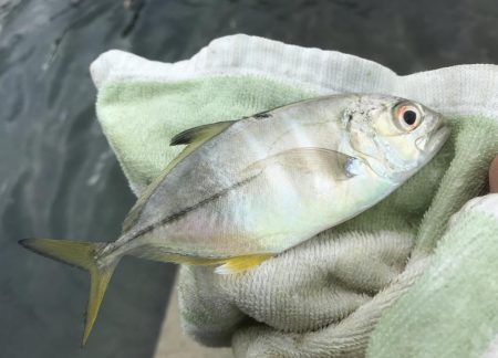 メッキ帰ってきたけど…