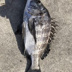 イチノ兄弟（兄）釣果！