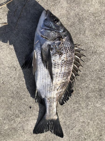 イチノ兄弟（兄）釣果！