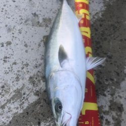 カマス飲ませでメジロGET