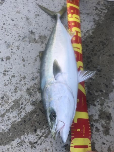 カマス飲ませでメジロGET