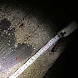 今年もチャンスはあと僅か。。