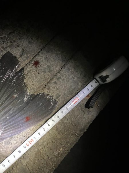 今年もチャンスはあと僅か。。