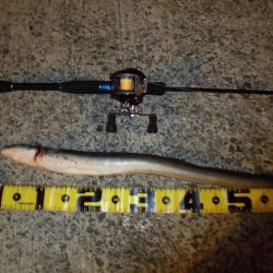 爆風の中でのアナゴ釣り