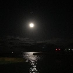 雨上がりでもセイゴ