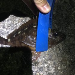 ブラクリ&イカ短冊でガシラ祭り