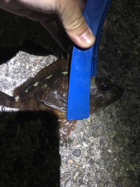 ブラクリ&イカ短冊でガシラ祭り