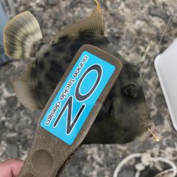 ブラクリ&胴付き仕掛けでカワハギ　好調