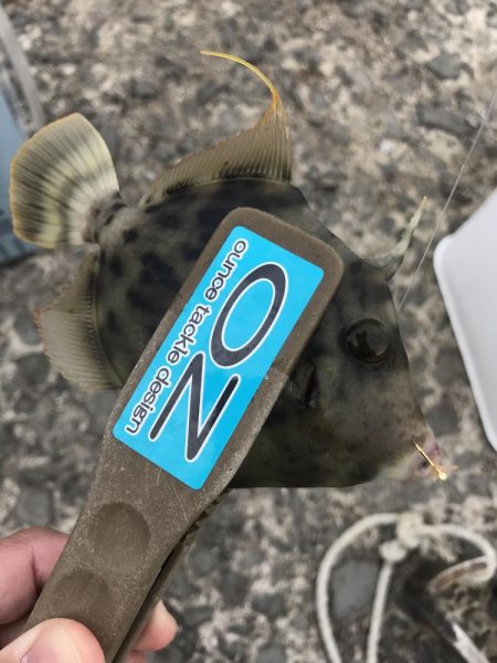 ブラクリ&胴付き仕掛けでカワハギ　好調