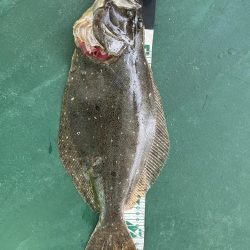 ヒラメ釣れました