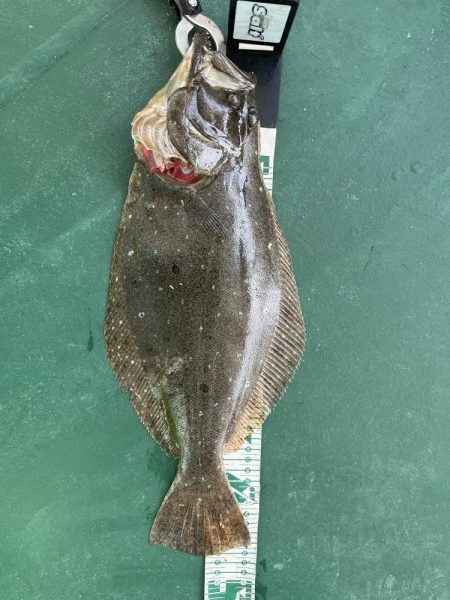 ヒラメ釣れました