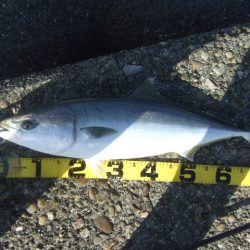 シーズン終盤の青物祭