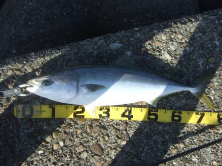 シーズン終盤の青物祭