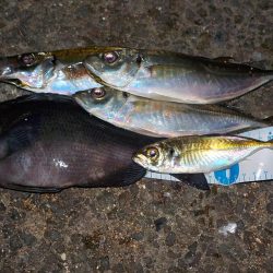 今年のラストは？