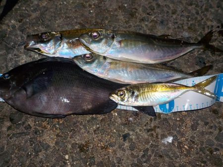 今年のラストは？