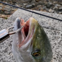 久しぶりの紀ノ川飲ませ