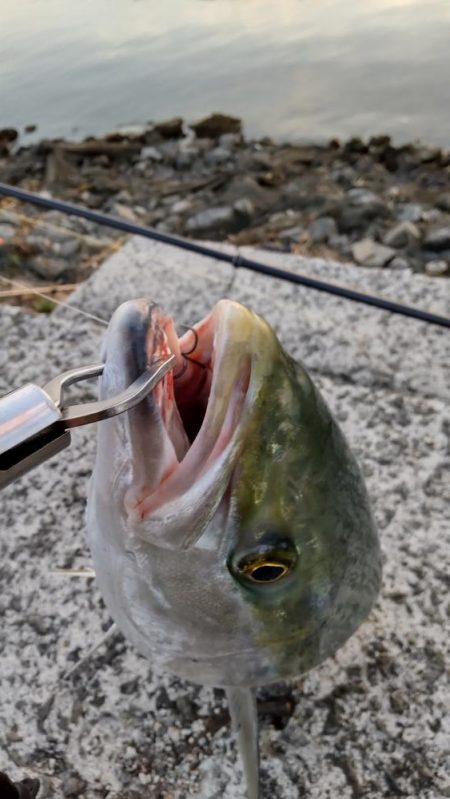 久しぶりの紀ノ川飲ませ