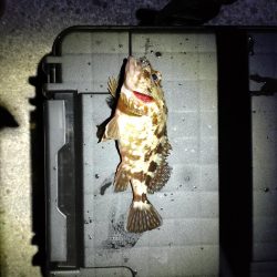 メバルとガシラ