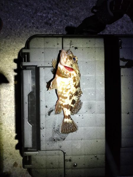 メバルとガシラ