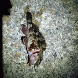 まさかのシーバス