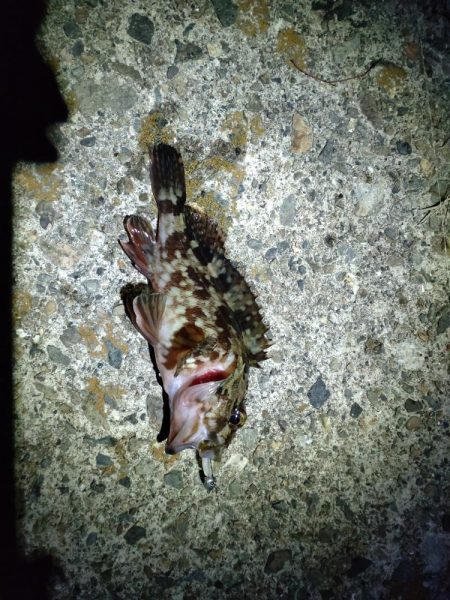 まさかのシーバス