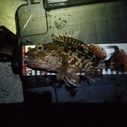 初めてのエリア