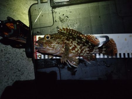 初めてのエリア