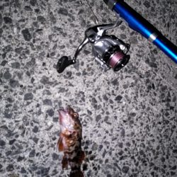 アナゴ食べたい