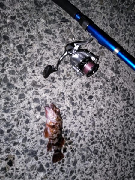 アナゴ食べたい