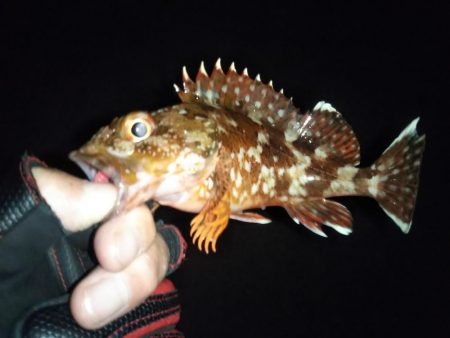 癒やしのガッシー