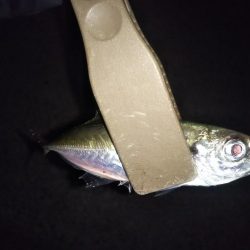 ガシリングからの～アジング