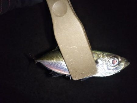 ガシリングからの～アジング