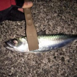 メバリング本格化