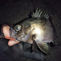 自己タイ記録メバル