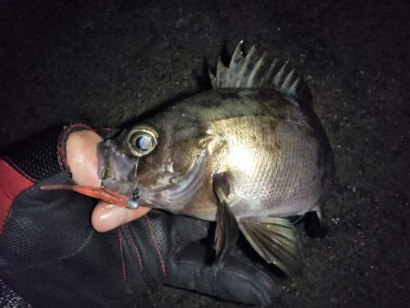 自己タイ記録メバル