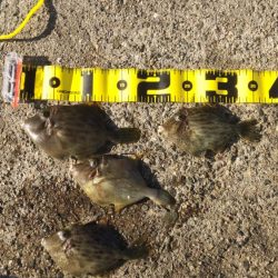 まだまだ青物！カワハギも！