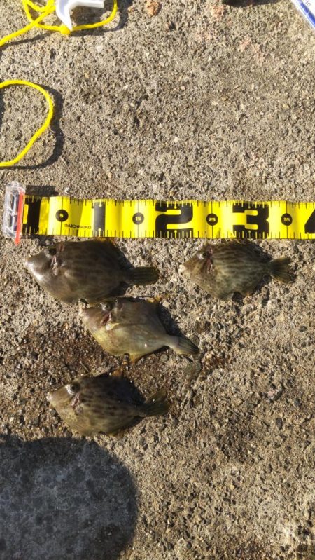 まだまだ青物！カワハギも！