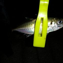 朝マズメの遠征失敗に終わり結局夕マズメの近場のポイントへ!