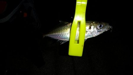 朝マズメの遠征失敗に終わり結局夕マズメの近場のポイントへ!