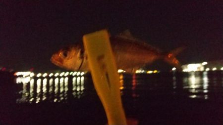 朝マヅメ和歌山遠征失敗!癒されにいつもの近場ポイントへ