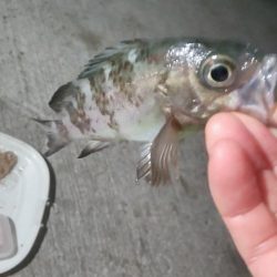 中アジと仲間たち