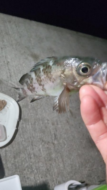 中アジと仲間たち