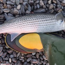 ついにきた!ヘダイとボラを釣る