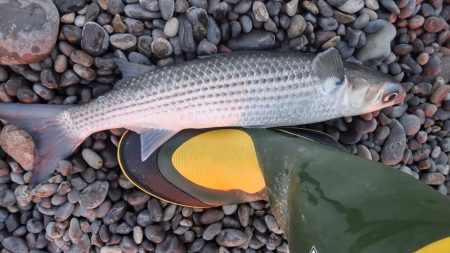 ついにきた!ヘダイとボラを釣る